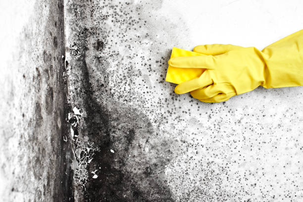 Best Biohazard Mold Removal  in Sherrill, NY